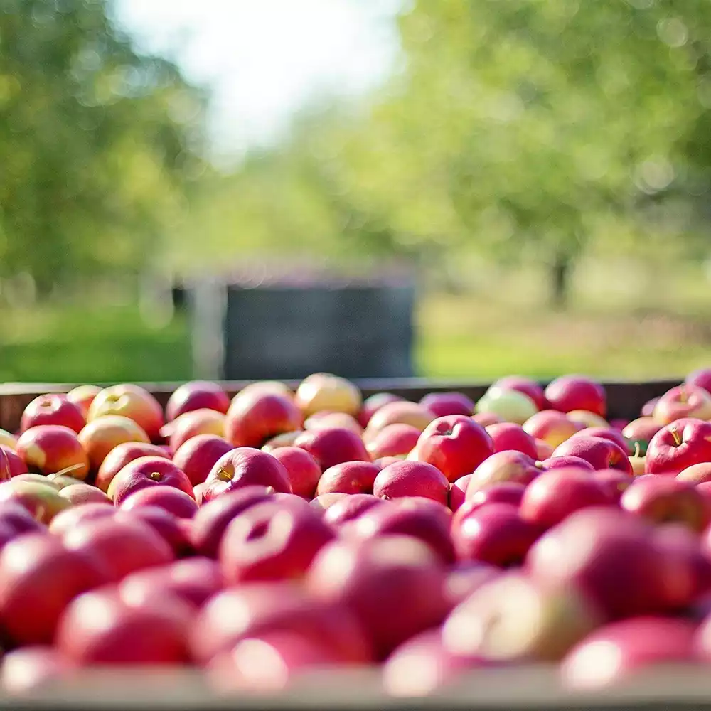 Dégustations cidre ferme pommes, producteur à Giverny et terroir normand en teambuilding